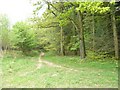 Forestry track leading east from the clearing