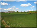 Pasture at Ballykinler