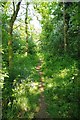 Footpath Through a New Wood