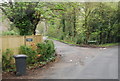 Hanging Birch Lane