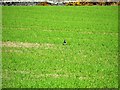 Barley Field and Lapwing