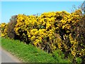 Gorse (Whins) in Full Bloom