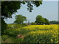 Field by Broad Lane