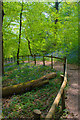 Path along the Garw river in Bryngarw Park