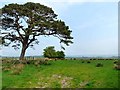 NY5172 : Field and pine tree near Longrigg by Oliver Dixon