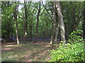 Bluebells on the Ashridge Estate