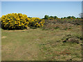 Flowering gorse on Walberswick Common