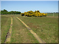 Flowering gorse beside the track to Tinker