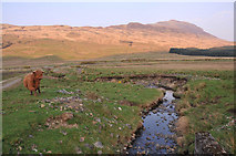 NM6040 : Small stream in Glen Forsa by Steven Brown