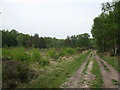 Footpath on Chobham Common