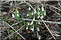 Snowdrops