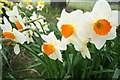 Daffodils