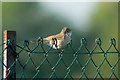 Whitethroat Near Sanford Warren