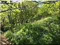 Woodland above Pine Haven