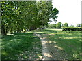 Avenue of trees for bridleway to Hurstpierpoint College