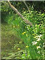 TQ4906 : Wild Yellow Water Irises at Charleston pond by Oast House Archive