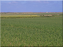 NU0642 : Barley Field, Beal by wfmillar