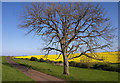 Ash Tree near Fenwick Granary