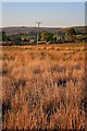 Electricity Transmission Poles