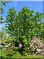 A rare tree in Beech Court Gardens, Challock