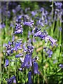 Bluebells at Great Piper Wood