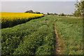 Thames Path passing oilseed rape