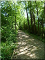 Track in Petsalls Copse