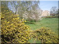 Gorse in Vanbrugh Pits, Blackheath