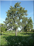 SO7423 : Pear tree, Kent's Green by Jonathan Billinger