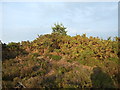 Tumulus, Summerlug Hill, Holt Heath