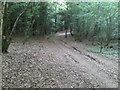 Bridleway through Weston Common