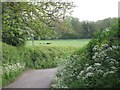 Meadow and woodland, Preston Bagot