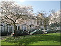 Purcell Crescent in springtime