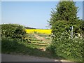 Bridleway meets road