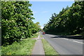 Horse chestnut trees along the A30