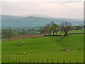 Fields east of Helbeck