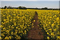 Footpath through oilseed rape