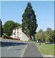 Towering conifer, Lambourne Way, Bettws, Newport