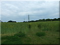 Footpath, Sturminster Marshall