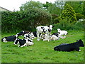 Cattle at Severn Lodge Farm, New Passage