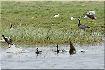 HP6312 : Birds on Haroldswick pool by Mike Pennington
