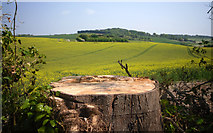 SU6590 : Tree Stump in Grindon Lane by Des Blenkinsopp