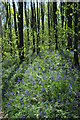 SO6921 : Bluebells in Bearfoot Wood by Philip Halling