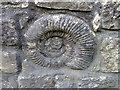 Ammonite, Hindon Lane