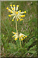 Cowslip (Primula veris)