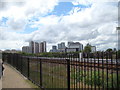 View of Canary Wharf from the Bow Creek Ecology Park path #2