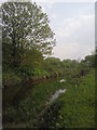 River Crane on the edge of Hounslow Heath