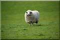 Fluffy Welsh sheep