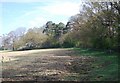 Woodland, field boundary near South Godstone