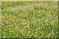 Dandelions and buttercups